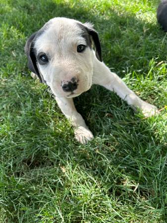 Rehoming pups! (Warden)63656878809731122