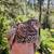 Coturnix Jumbo Egg laying Quail 1 thumbnail