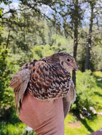 Coturnix Jumbo Egg laying Quail 1