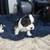 Male cavalier king charles spaniel puppy 3 thumbnail