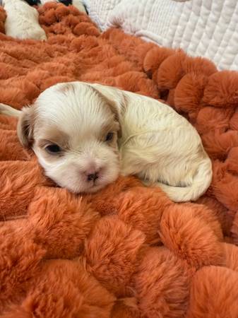 Cavalier kings Charles63735865849219122