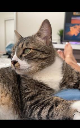 Rehoming two cats (Gresham, Oregon)63916334321026121