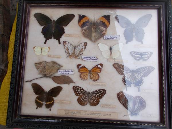 Brass Disc: 'Italian', All-Brass, Approx: 20inch Wide, Pattern (Unknow 1