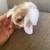Lop bunnies 6 thumbnail