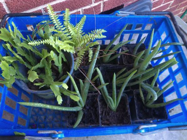HOUSEPLANTS  Aloe Vera 1