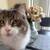 Cat Rehome due to severe allergies 6 thumbnail