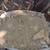 Clean fill dirt 1/2 yard 4 thumbnail