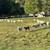 St. Croix Sheep 4 thumbnail
