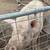 Pigs 1 thumbnail