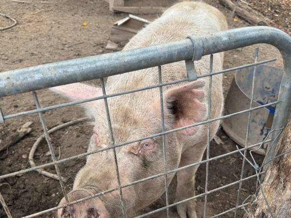 Pigs 1