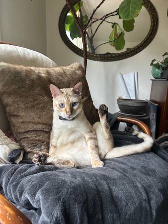 White and Brown Cat Lost (Vancouver)63842374143363123