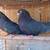 Fancy Pigeons - large variety 18 thumbnail