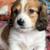 PreciousDachshunds 3 thumbnail