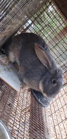 Continental Flemish Giant Buck 1