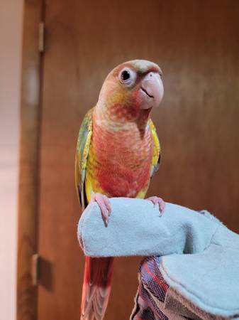 High Red Pineapple Green Cheek Conure - $50063872020489217120