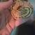 Baby ball python 2 thumbnail