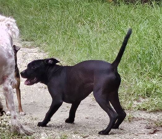 $$ 200 Recompensa - Perro macho negro de tamaño mediano y raza mixta perdido (High Springs)63992988784898120