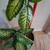 Monstera cane plant 2 thumbnail