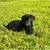 Labs puppies 2 thumbnail