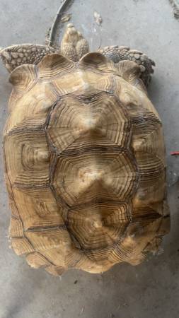 Tortuga Sulcata Africana (Alice)63622345926401122