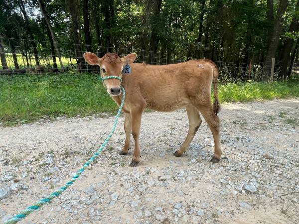 Weaned Jersey heifers 1