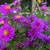 Perennials - Sun and Shade - Available til mid-October 2 thumbnail