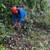 Tree Removal, Tree Trimming, Land Clearing-Virginia Commonwealth Land Management 21 thumbnail