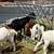 Dapple Boer goats 5 thumbnail
