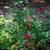 Crepe Myrtle Trees – Summer Blooms 2 thumbnail
