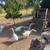 Geese 4 thumbnail