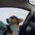 Corgis 6 thumbnail