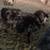 Shetland sheep weanling ram 3 thumbnail