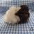 Baby Guinea Pigs!!! 2 thumbnail