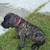 English mastiff 2 thumbnail