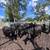 Bred cows 14 thumbnail