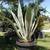 Agave Americana Yellow-Green Century Plant 2 thumbnail