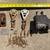 Vintage Small Sailboat Rigging 1 thumbnail