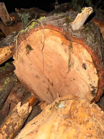 Seasoned Yellow Pine Firewood 1