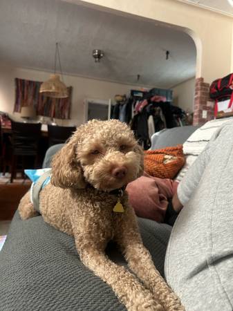 Rehoming a cockapoo (Brooklyn)63996312743811121