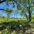 Land for sale 14.86 Acres approx. Somerville, TX 77879 5 thumbnail