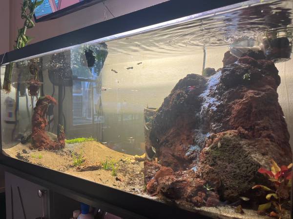 Neocaridina Red cherry ? shrimp, pink tuxedo guppies, snails63903227413635120