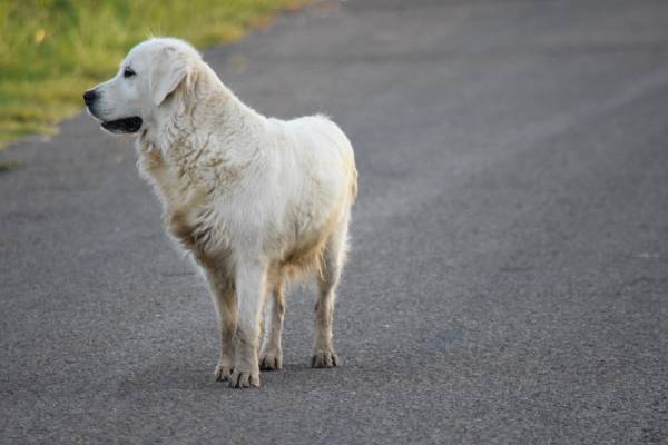 English cream golden retriever for adoption (Waco)63661959683203122