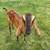 Purebred nubian goat pair 6 thumbnail