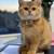 British Golden shorthair 4 thumbnail
