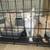 8 week old kittens 3 thumbnail