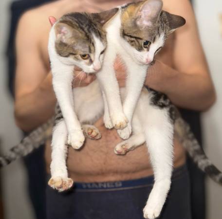 Please take these sisters and keep them together (Washington)63882278497025121