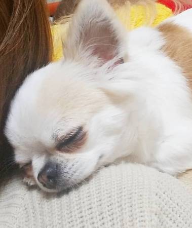 Cute little Chihuahua puppies 1