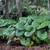 Giant leopard bengal plant leaves 2 thumbnail