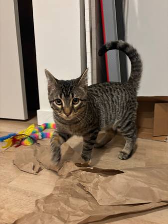 Rehoming 5 month old kitten
