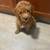 Mini Goldendoodle 4 thumbnail